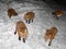 Group of hungry polar foxes straying in the night in search of food. Feeding wild polar foxes