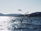 Group of hungry seagulls diving and fighting for dead fish