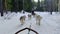 A group of husky dogs pulling a sled through the wonderful winter calm snow path