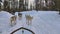 A group of husky dogs pulling a sled through the wonderful winter calm winter forest