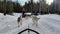 A group of husky dogs pulling a sled through the wonderful winter calm winter forest. Riding husky sled