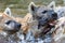 Group of hyenas frolicking in the water, engaging in playful interaction.