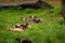 Group of hyenas lying on the grass in a zoo