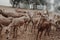 Group of Iberian deer grazing in an Andalusian preserve