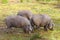 Group of Iberian pig in the meadow