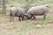 Group of Iberian pig in the meadow, Spain