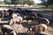 Group of Iberian pigs eating acorns under the holm oaks in the Dehesa or countryside. Concept of Iberian ham and nutrition