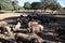 Group of Iberian pigs eating acorns under the holm oaks in the Dehesa or countryside. Concept of Iberian ham and nutrition