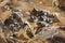 Group of iberian water frogs resting in a pond Pelophylax perezi