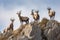 a group of ibex in a herd, standing on a cliffside