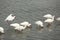 Group of ibis wading at low tide in Florida.