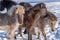 Group of Icelandic horse foals with long winter fur