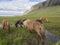 Group of Icelandic horses grazing on a green grass field with water puddles, hills and blue sky clouds background, in summer Icela