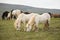 A group of Icelandic Ponies in the pasture