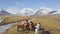 A group of Icelandic Ponies in the pasture with mountains in the background Icelandic horses. The Icelandic horse
