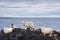 Group of Icelandic Sheep 6