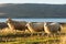 Group of icelandic sheep at the bay