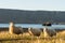 Group of icelandic sheep at the bay