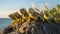 A group of iguanas basking in the sun on a rocky outcrop. AI Generative