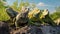A group of iguanas basking in the sun on a rocky outcrop. AI Generative