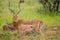 A group of Imapala or deer posing in a game reserve