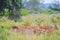 A group of Imapala or deer posing in a game reserve