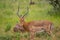 A group of Imapala or deer posing in a game reserve