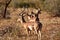 Group of impala