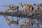 Group of Impala antelopes - Chobe River - Botswana