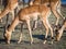 Group of impala antelopes feeding and grazing in front of Chobe River, Chobe National Park, Botswana, Africa