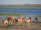 Group of impala antelopes feeding and grazing in front of Chobe River, Chobe National Park, Botswana, Africa