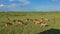 A group of impala antelopes graze on the lush green grass