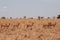 Group of Impala antelopes in the savannah of the Tarangire National Park, Tanzania