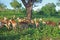 Group of Impala Antelopes in South Africa