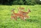 Group of Impala Antelopes in South Africa