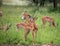 Group of impala looking around.