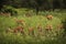 Group of impala in Safari Tarangire National Park of Tanzania