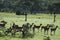 Group of impala in savannah