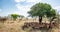 Group of Impalas (Aepyceros Melampus) in the African Savannah