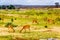 Group of Impalas grazing along the Olifant River