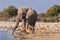 Group of Impalas and a male elephant drinking in a waterhole in the Etosha National Park