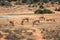 A group of Impalas near a waterhole in the Addo Elephant National Park, near Port Elizabeth, South africa