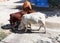 Group of Indian Cows eating food in street