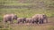 Group of Indian Elephants in Prairie