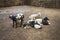 Group of Indian Goat or Sheep in Village