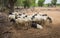 Group of Indian Goat or Sheep in Village