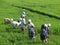 Group Indian Women in Paddy fields after tsunami