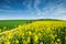 Group of individuals riding mountain bikes in the paths crossing the fields of rapeseed in bloom