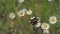 group of insect bugs eating daisy chamomile flower on summer field