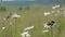 group of insect bugs eating daisy chamomile flower on summer field green meadow